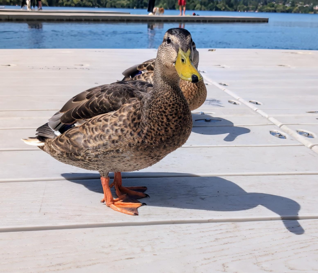 A photo of two nearby female ducks on a dock. One is staring at me.