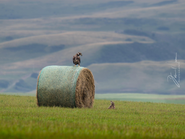 Photo of a golden eagle sitting on a hay bale, staring down at a badger who is just as interested in the eagle.  Shot taken along the Alberta foothills along a grassy ranchland.
