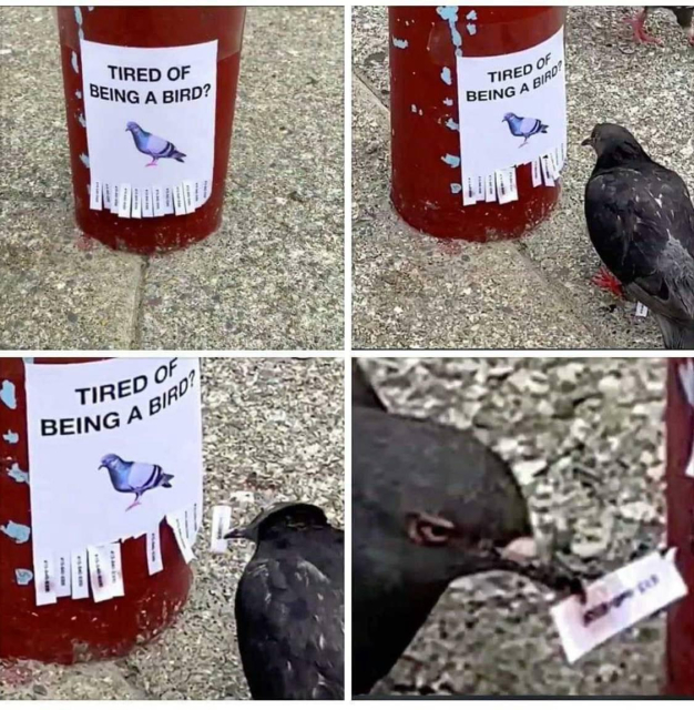 A pigeon approaches a poster low down on a pole. The poster shows a picture of a pigeon and says "tired of being a bird?" There are tear-odd strips at the bottom that might have phone numbers on them. 

The pigeon tears off one of the strips and holds it in her beak. 