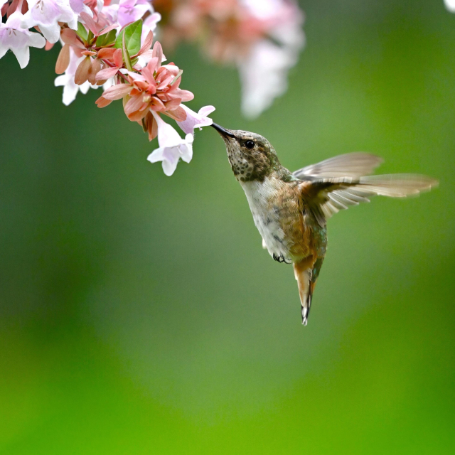 An Allen’s hummingbird hovers at pink and white flowers
