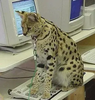 Small big cat on a keyboard