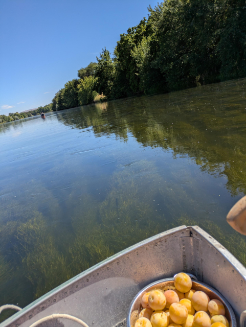 a wide lazy river bordered with trees and lit by a bright blue sky. only other people are in a canoe ahead. in the front little deck of a weathered aluminum boat, which is in the middle of the river but veering to one side, is a colander of yellow plums and a small extra paddle in one of my hands