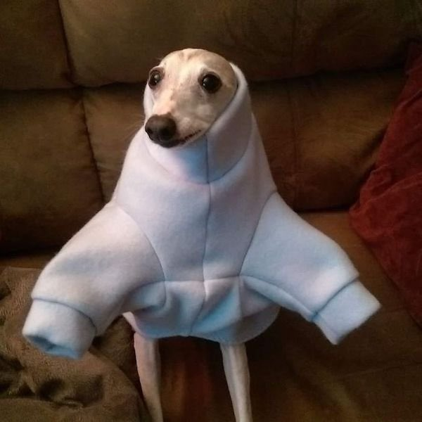 Tiny white nervous-looking dog in an oversized sweatshirt.