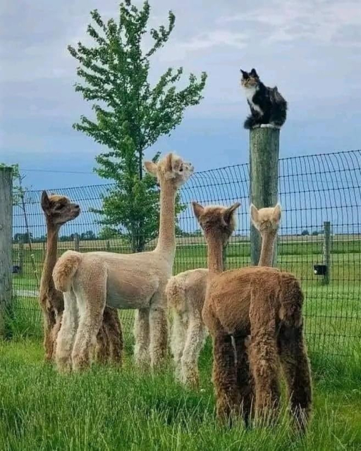 Photo of four shaved alpacas looking up with their long trimmed necks at a cat perched on a fence post. Sleeper agents for the Secret Order (Kitty Empire) are receiving their missions.