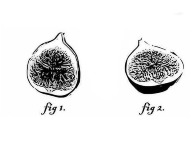ink drawing of two figs labelled "fig 1." and "fig 2."

the joke is they are figures of figs.