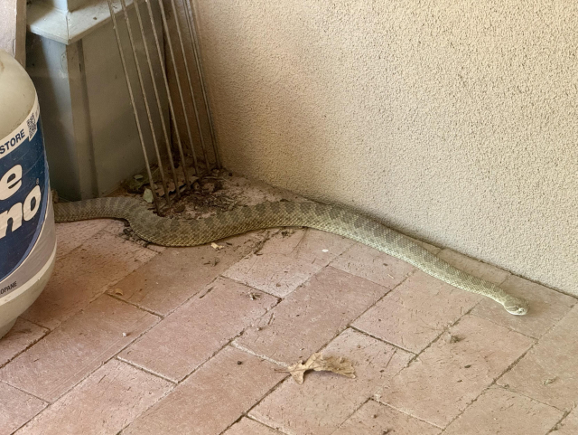 A rattlesnake on a brick patio, stretched out along a wall. It’s emerging from between a column and a propane cylinder.