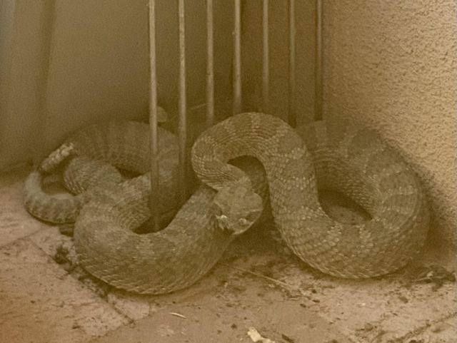 The image shows a large snake coiled up against a wall, partially behind a metal gate. The snake has a thick body with a pattern of dark and light scales, typical of a rattlesnake. Its head is raised, and it appears alert, with its tongue flicking in and out. The snake is resting on a tiled floor, and the background is a plain wall. The sepia tone of the image gives it a vintage look. The snake's body is coiled in a way that suggests it is either resting or ready to strike. The metal gate has vertical bars, and the snake's head is positioned near the bars, indicating it might be in a confined space.

Provided by @altbot@fuzzies.wtf, generated privately and locally using Ovis2-8B

🌱 Energy used: 0.159 Wh