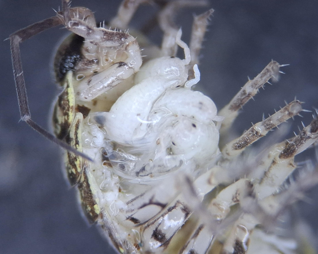 Female philoscia affinis delivering multiple babies. Picture taking through a microscope.