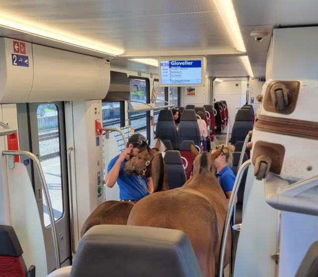 Two horses in the R36 train from Glovelier to Saignelégier
