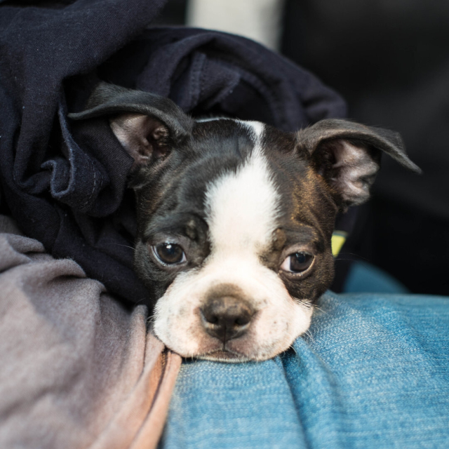 The head of a Boston Terrier puppy (Penny) resting on the leg of someone sitting.