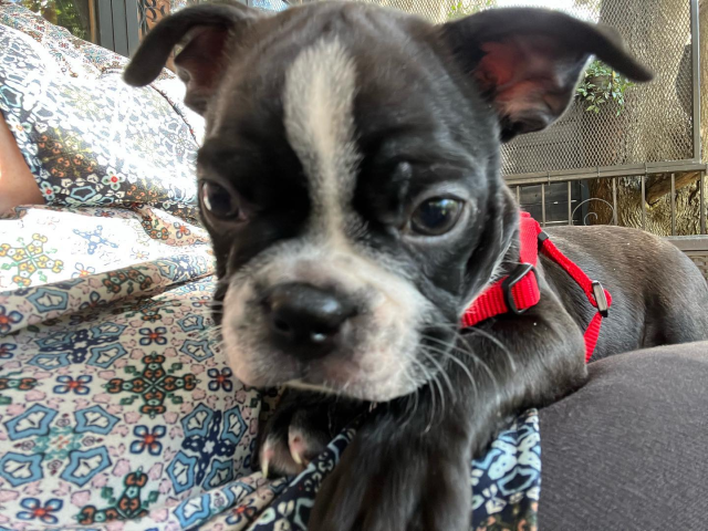 Photo of Otto Mann, a Boston Terrier, taken August 13, 2022...