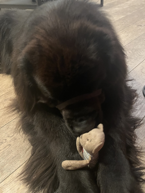 Odin nuzzling the teddy bear between his paws 
