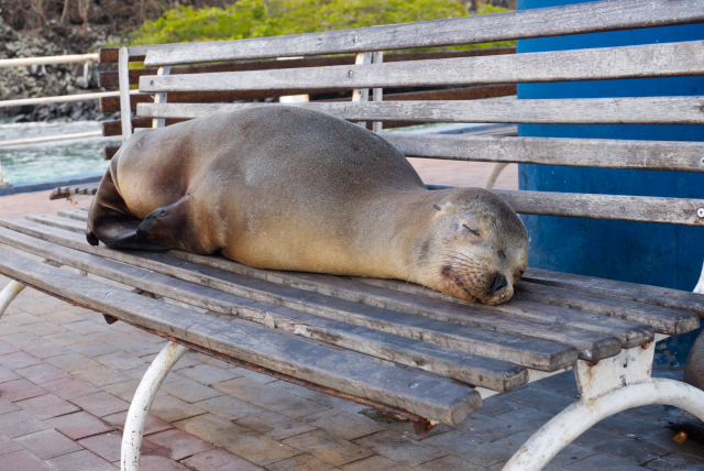 Ein Galápagos-Seelöwe (Zalophus wollebaeki) liegt ausgestreckt auf einer alten Holzbank und schläft.
