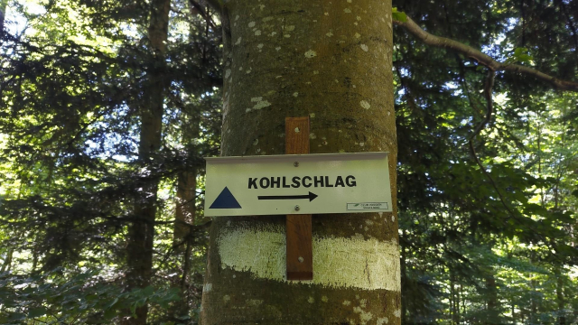sur un arbre, un panneau avec un triangle bleu et le nom "Kohlschlag"