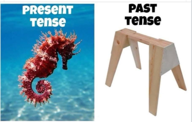 PRESENT Tense 

[Image of a Sea Horse swimming in the ocean]

PAST Tense

[Image of a wooden Saw Horse from a carpenter’s workshop]