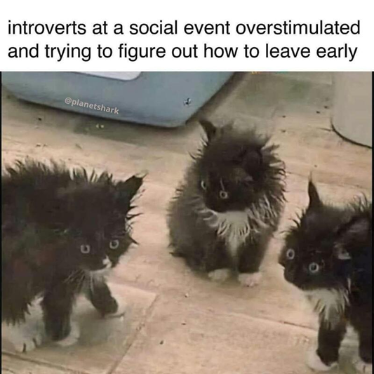 introverts at a social event overstimulated and trying to figure out how to leave early.
(Picture of frazzled kittens)