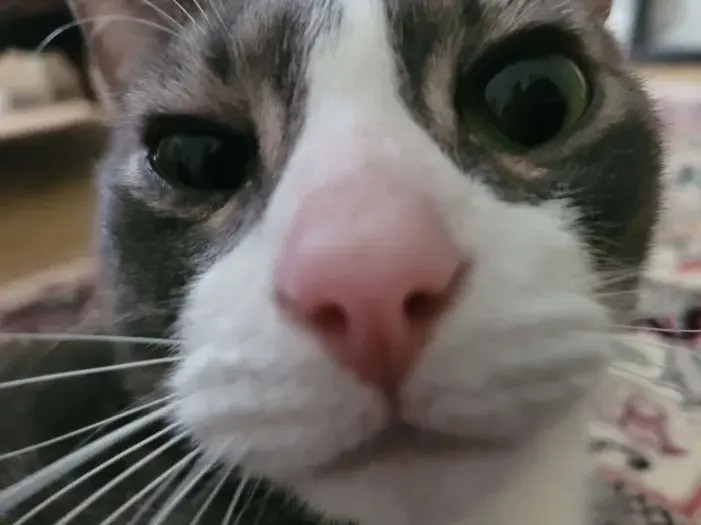a close-up of a cat