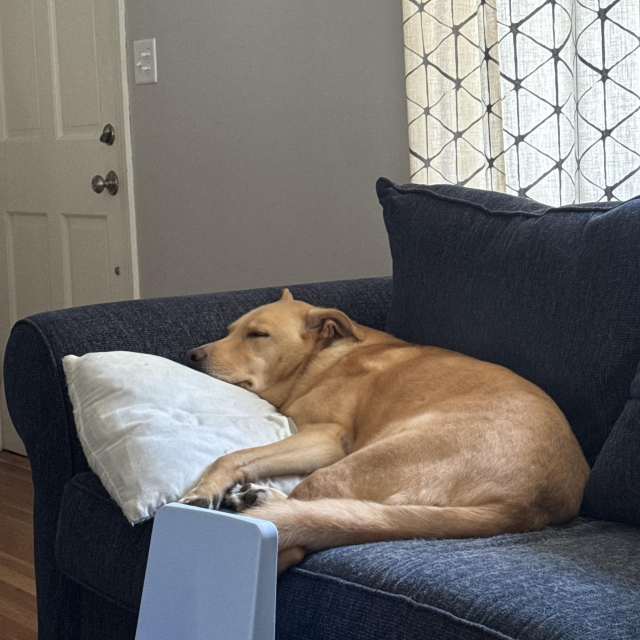 A yellow dog lying on a sofa snuggling a pillow
