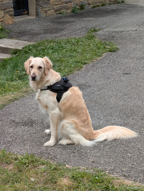 Isn't this dog the cutest? She's the best.