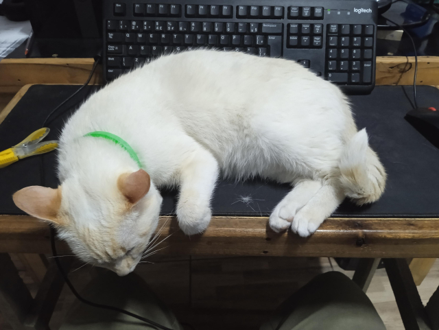 A white female cat called Jackie taking a nap in my desk.