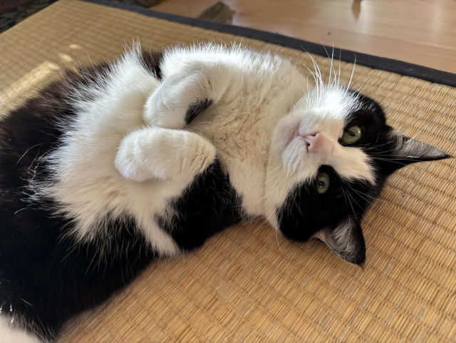 A tuxedo cat lying on its back on some tatamis, looking derpy 