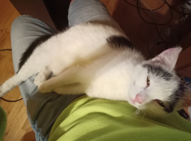 Photo of a cat lying on the photographer's lap, looking at the camera with half-closed eyes