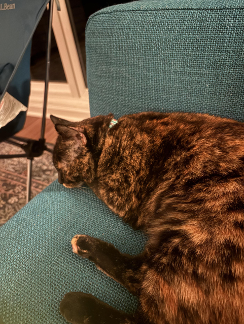 Tortoiseshell cat laying on a couch