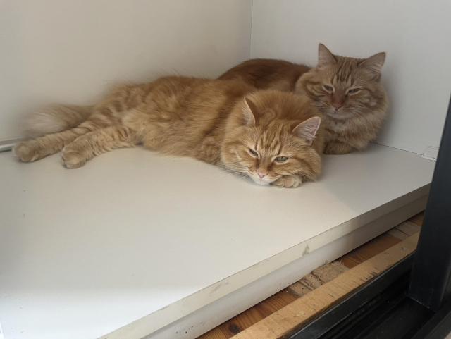 two longhaired orange cats cuddled up sleepily in the corner of a white piece of storage furniture. they look very cozy and cute. the cat in front has her head down on one of her front paws and the rear cat is in loaf configuration.
