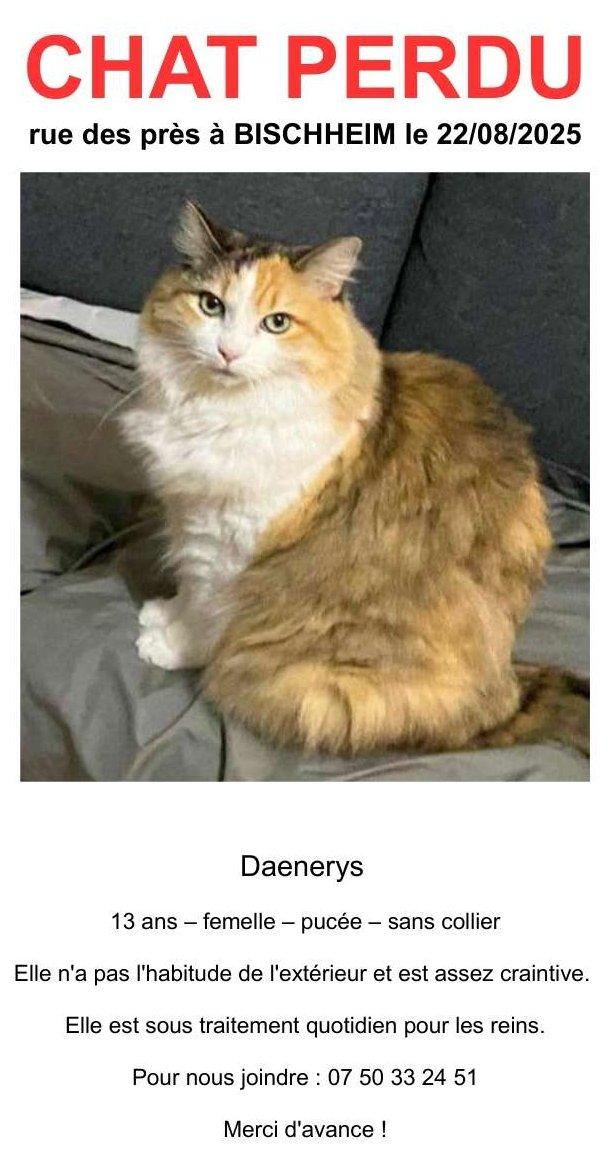 Affiche pour un chat perdu :
Chat perdu rue des près à Bischheim le 22/08/2025
Daenerys, 13 ans - femelle - pucée - sans collier
Elle n'a pas l'habitude de l'extérieur et est assez craintive
Elle est sous traitement quotidien pour les reins
Pour nous joindre : 07 50 33 24 51
Merci d'avance !