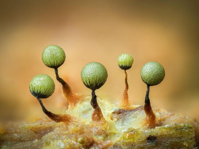 Cribaria (green globules on brown stalks)