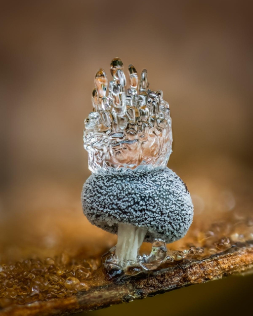 Didymium squamulosum with ice crown.