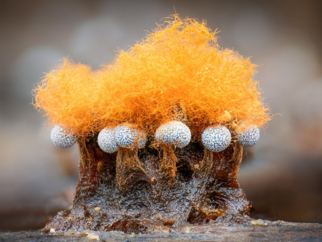 Metatrichia floriformis and physarum. Orange 'moss' on white globules.