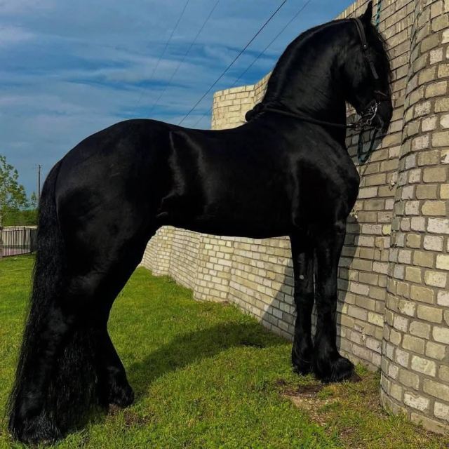 a black horse standing right next to a tower wall, having its head blocked by it