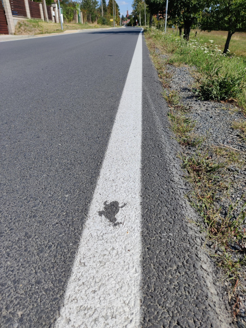 White line marking the edge of a road with negative silhouette of a frog