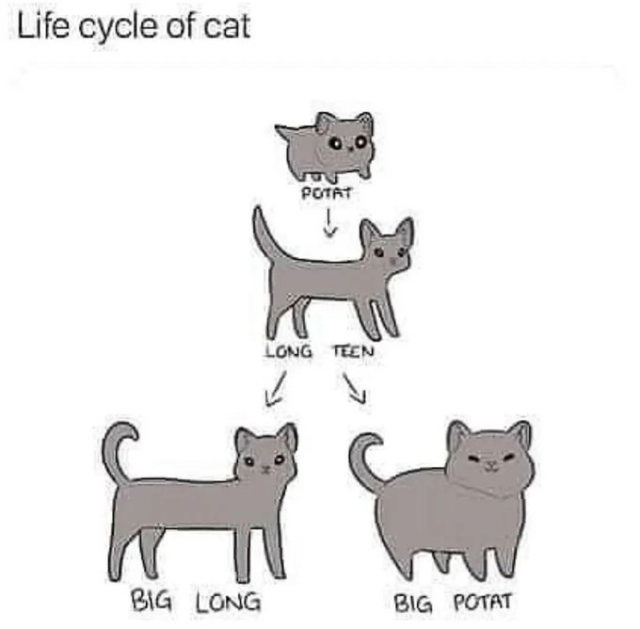 A humorous cartoon diagram titled, "Life cycle of cat". 

It starts with a tiny, round kitten labeled "POTAT".

This grows into a lanky, adolescent cat labeled "LONG TEEN".

The "LONG TEEN" can then become one of two adult forms: a sleek cat labeled "BIG LONG" or a chubby cat labeled "BIG POTAT".