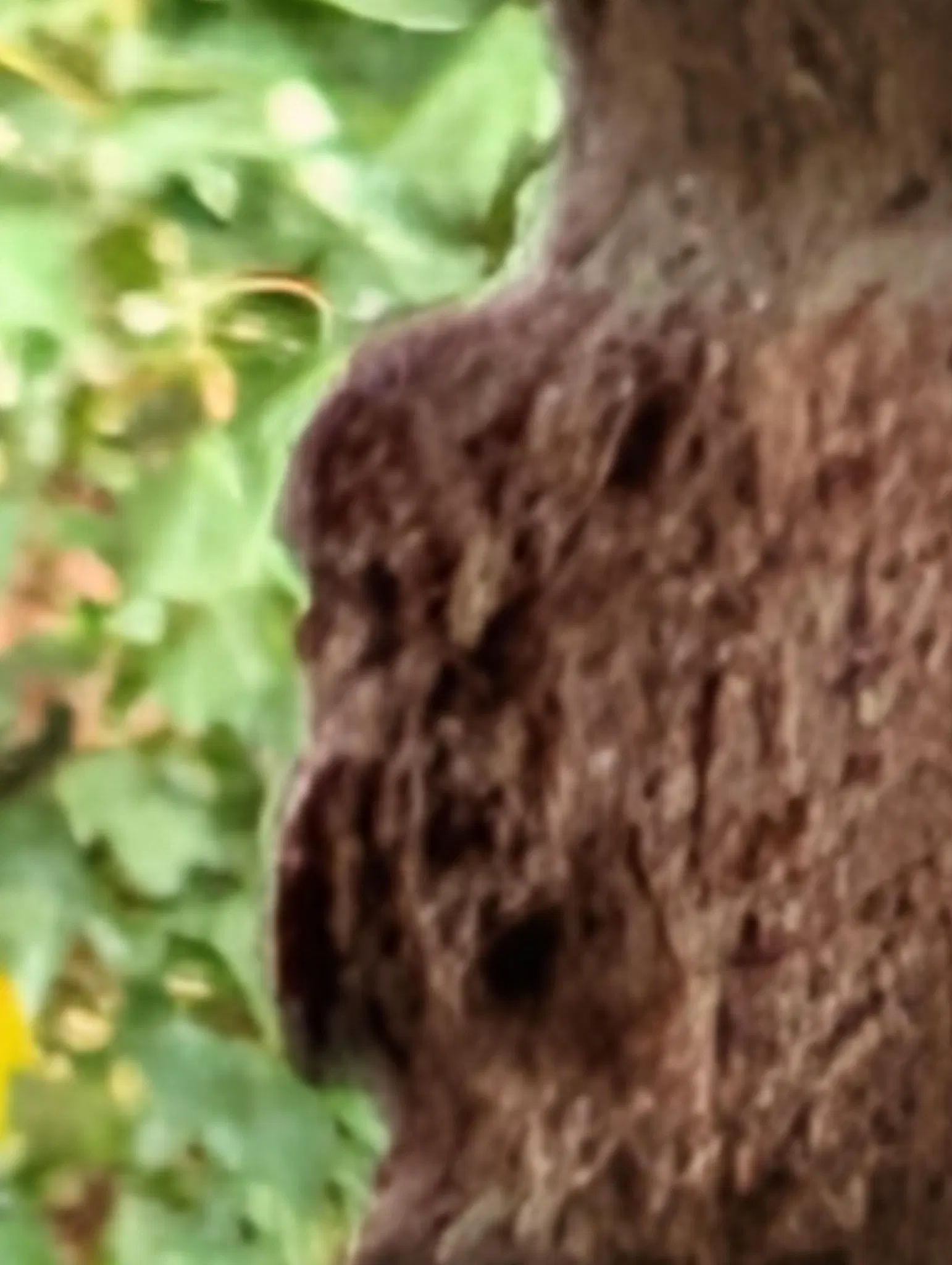 same photo, except it's now extremely zoomed in and pixelated 