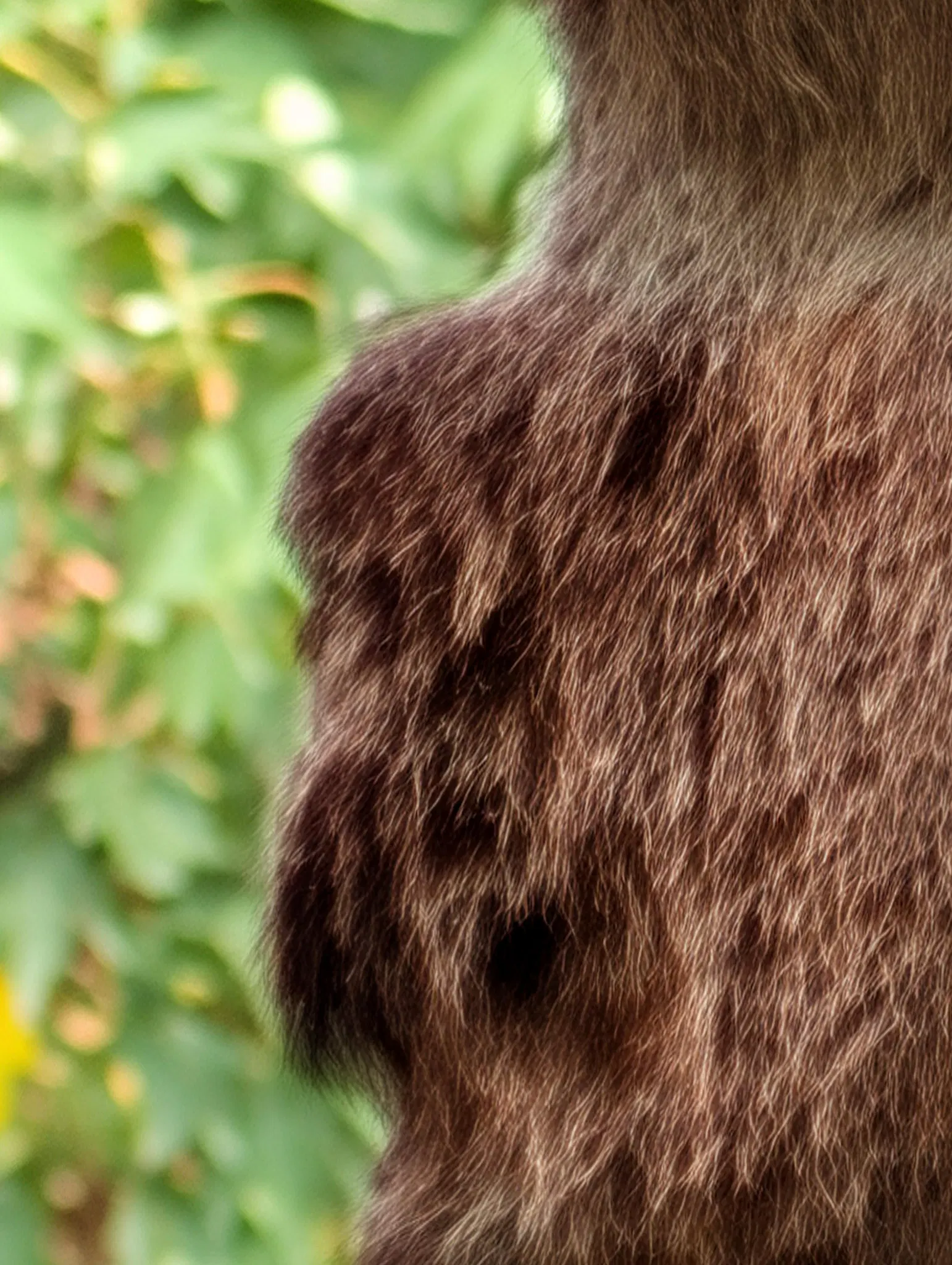 the camera app decides it's actually fur and now the wall looks like bear hide 