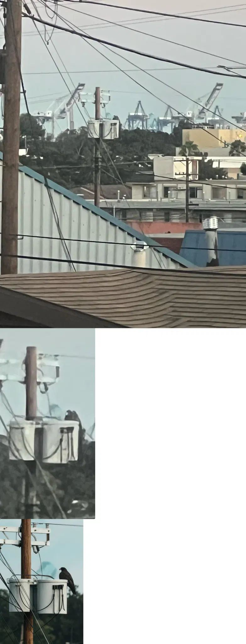 p10pro interprets tree canopies as an eagle and completely messed up how cables work