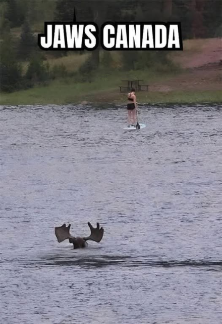 Meme: Jaws Canada shows a moose swimming behind a woman on a paddle board.