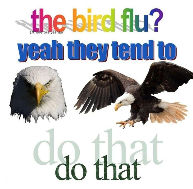 The top text, in a rainbow gradient, asks, "the bird flu?". The middle text, in blue, says, "yeah they tend to". The bottom text, in green, reads, "do that".
To the left is a close-up of a bald eagle's head, and to the right is a bald eagle with its wings spread as if landing.