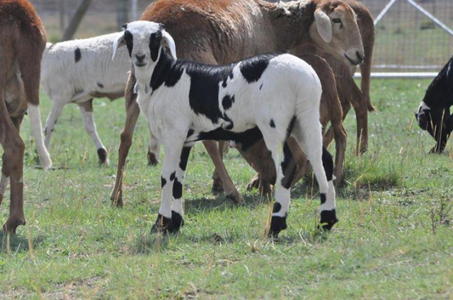 Foto colorida de um animal jovem da raça, em meio a outros ovinos numa pastagem, ele tem a pelagem malhada de branco e preto e está de lado olhando pra câmera.