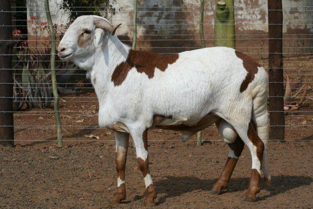Foto colorida de um carneiro da raça, ele tem a pelagem branca malhada de marrom e está de perfil num piquete de terra com cerca de arame.