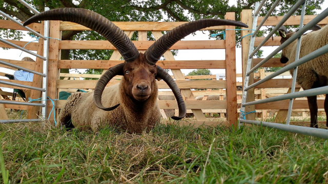 Foto colorida de um carneiro deitado num gramado cercado por cerca de madeira. O ovino possui uma lã curta de cor marrom clara e quatro chicfres grandes na cabeça: dois grandes chifres no alto do crânio, levemente curvados para frente e para fora e mais dois saindo um de cada lado da cabeça curvado para dentro nas pontas. O animal está olhando diretamente para a camera.