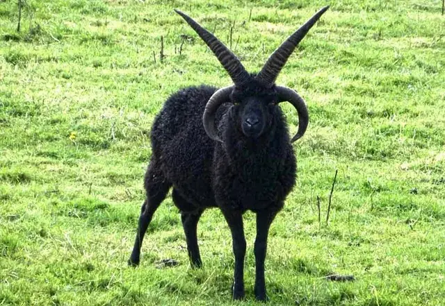 Foto colorida de um carneiro da raça discutida, com descrição semelhante ao da foto anterior, porém com o velo completamente preto. Ele está em pé num pasto verde olhando diretamente para a câmera como estivesse te oferecendo um contrato. 