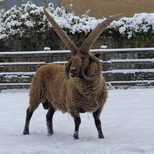 Foto colorida de mais um Manx Loaghtan, ele está em pé num cercado coberto de neve, também tem lã marrom e quatro chifres, sendo que os laterais são mais espiralados dos que os das fotos anteriores. Ele está com a linguinha para fora, como se estivesse lambendo a neve do focinho. 
