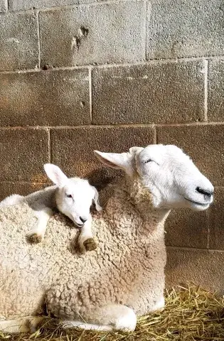 Uma ovelha da raça, deitada numa cama de palha numa baia com parede maternidade, ela está com a cabeça ereta, as orelhas abaixadas pra trás e os olhos fechados, sobre suas costas está apoiado com as duas patas um cordeiro.  