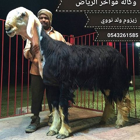 Foto colorida de um carneiro da raça que está em pé de perfil em relação a camera num piso de concreto cercado por uma grade de barras pintada de vermelho. Por tás dele está um homem com uma espécie de turbante, camisa branca e calça preta lhe segurando com uma mão no pescoço e outra na cernelha (regão do dorso logo após a inserção do pescoço), o peito do home está na altura do dorso do animal, destacando a altura dessa raça. 