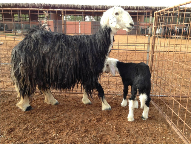 Foto colorida de uma ovelha Nadji ao lado de sua cria, num cercado gradeado em piso de terra batida. 