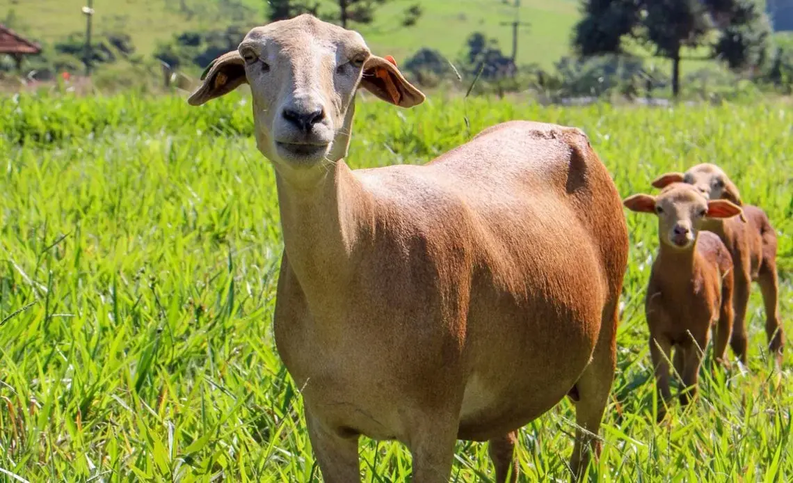 Foto colorida de uma ovelha da raça em pé num pasto verde, seguida por dois filhotes, todos virados de frente para a câmera 