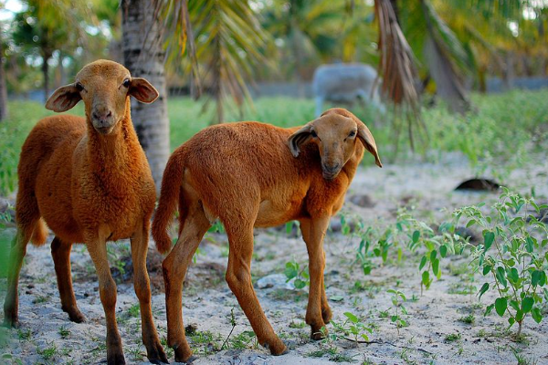 Foto colorida de dois cordeiros da raça, eles estão num terreno arenoso com pouca vegetação e alguns coqueiros. A pelagem deles é juvenil (fofinha) e da cor caracteristica da raça.